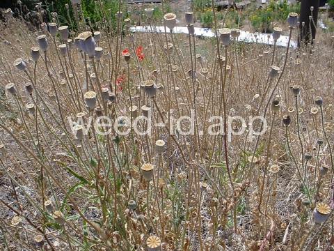 poppy, corn